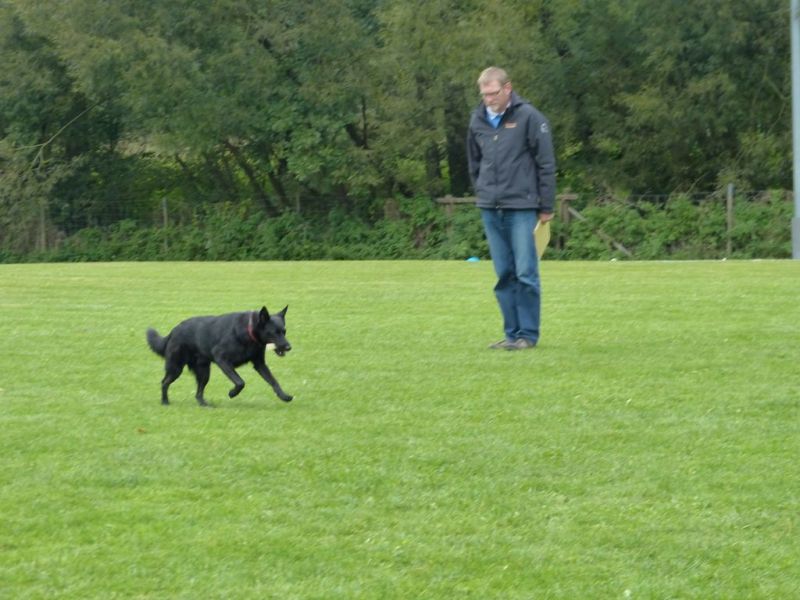 Obedience Prüfung 2015