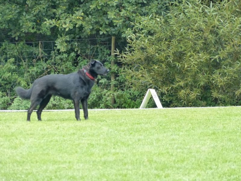 Obedience Prüfung 2015
