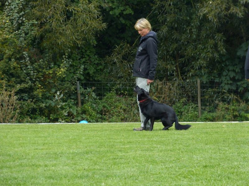 Obedience Prüfung 2015