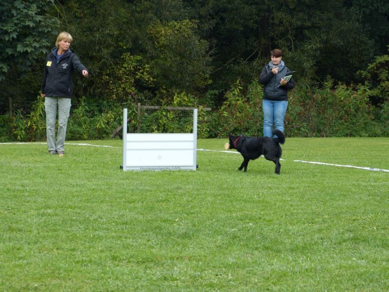 Obedience Prüfung 2015