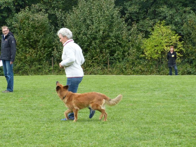 Obedience Prüfung 2015