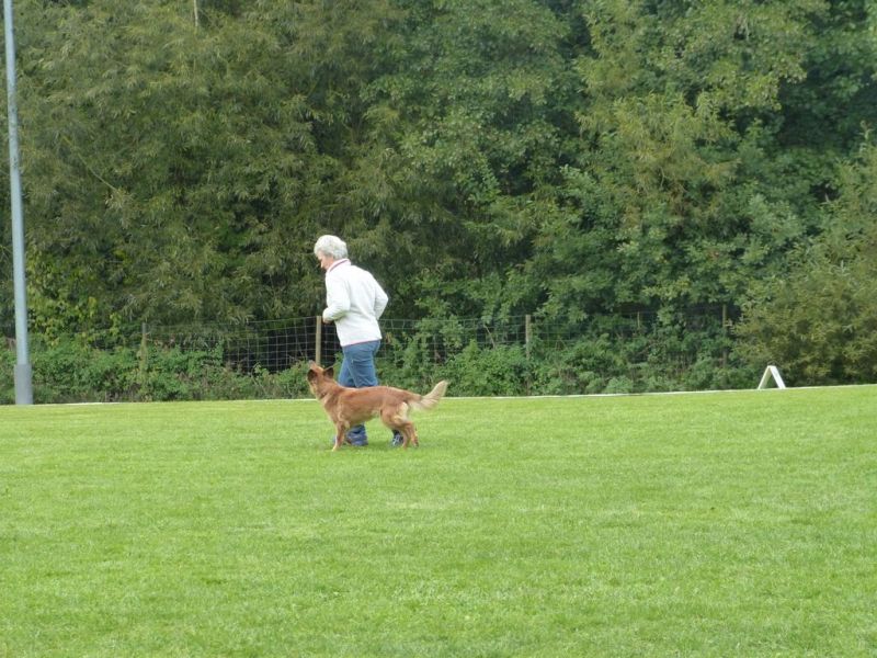 Obedience Prüfung 2015