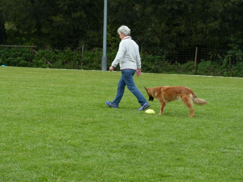Obedience Prüfung 2015