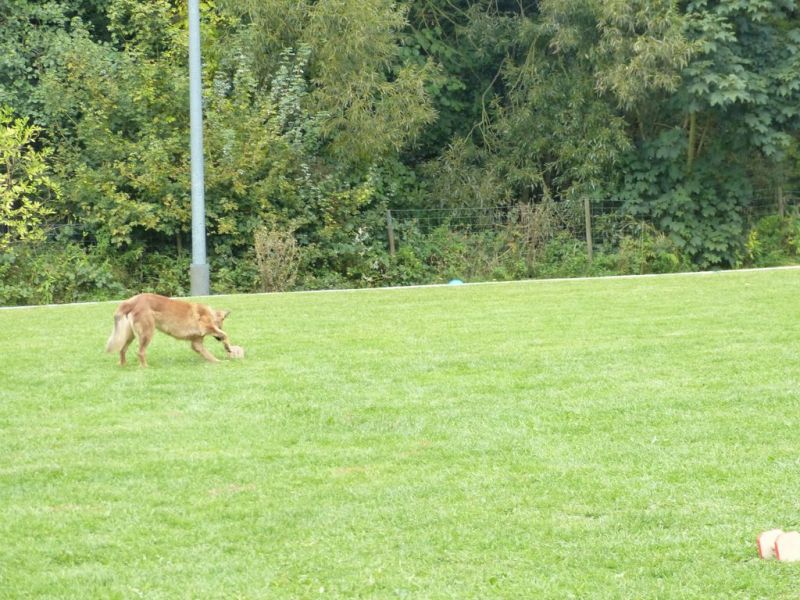 Obedience Prüfung 2015