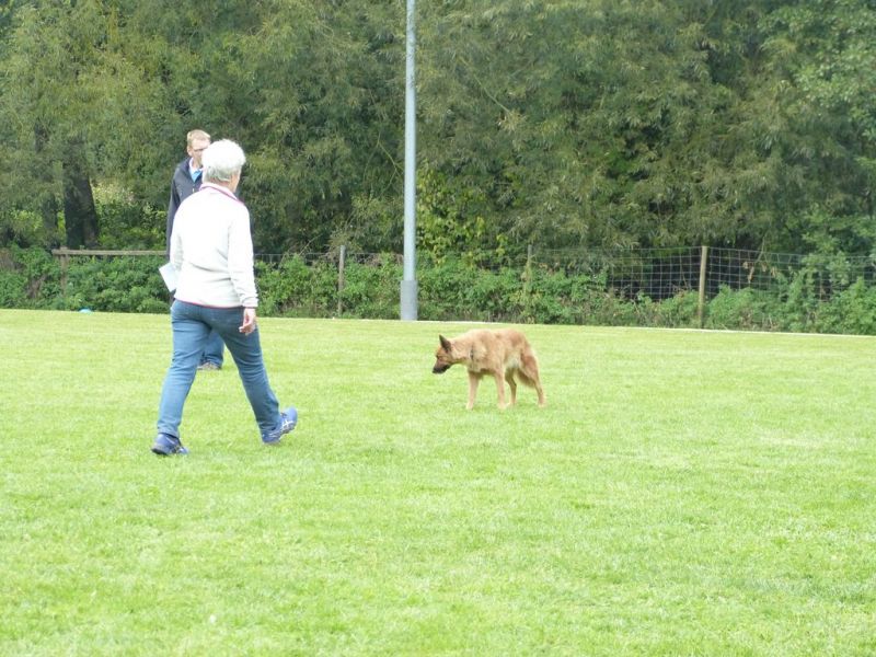 Obedience Prüfung 2015