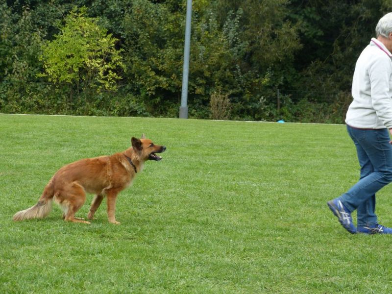 Obedience Prüfung 2015