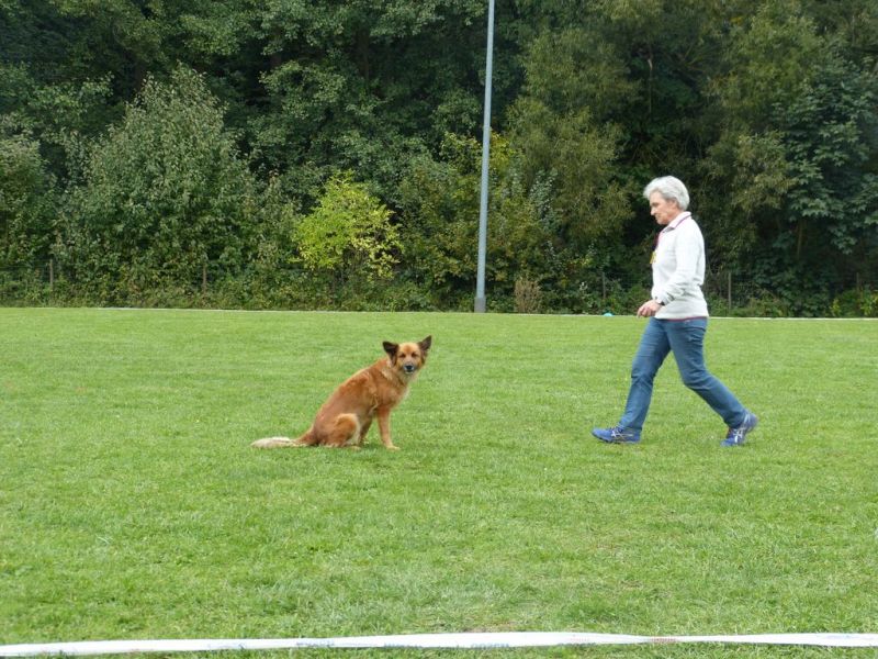 Obedience Prüfung 2015