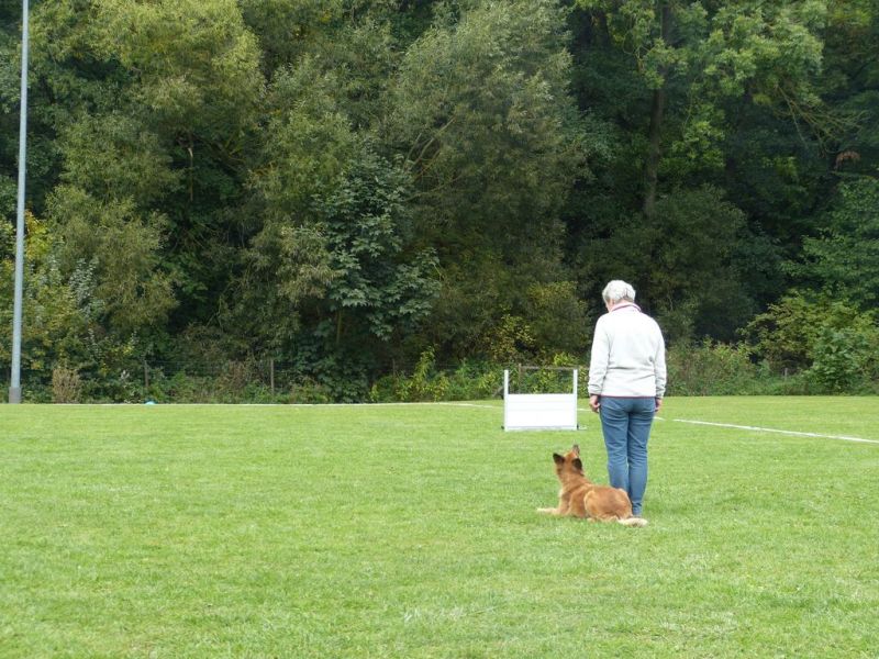 Obedience Prüfung 2015