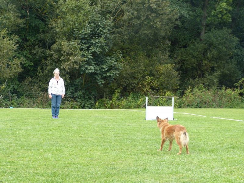 Obedience Prüfung 2015