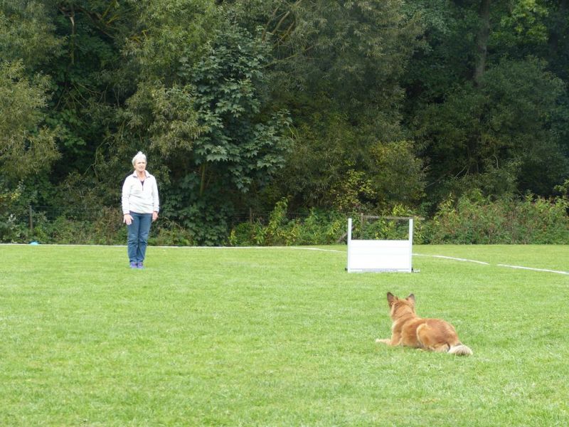 Obedience Prüfung 2015