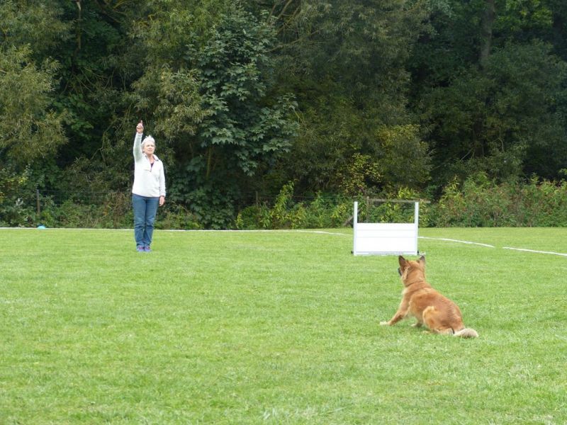 Obedience Prüfung 2015