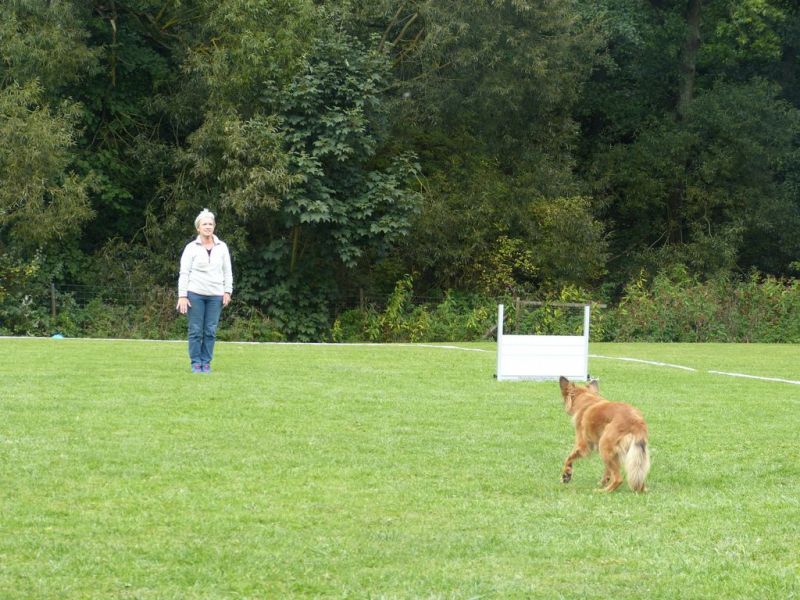 Obedience Prüfung 2015
