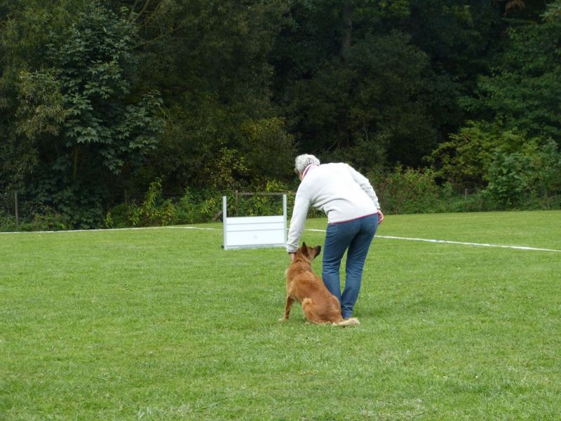 Obedience Prüfung 2015