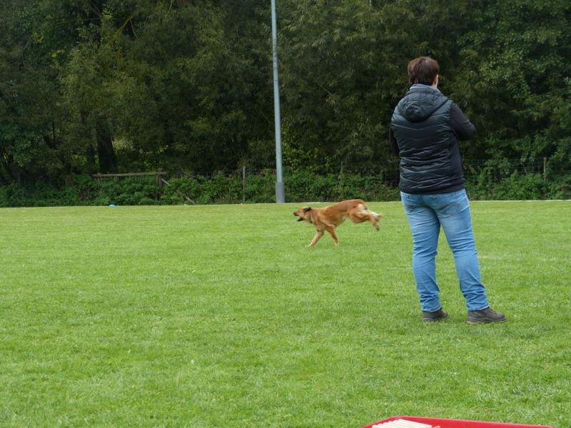 Obedience Prüfung 2015