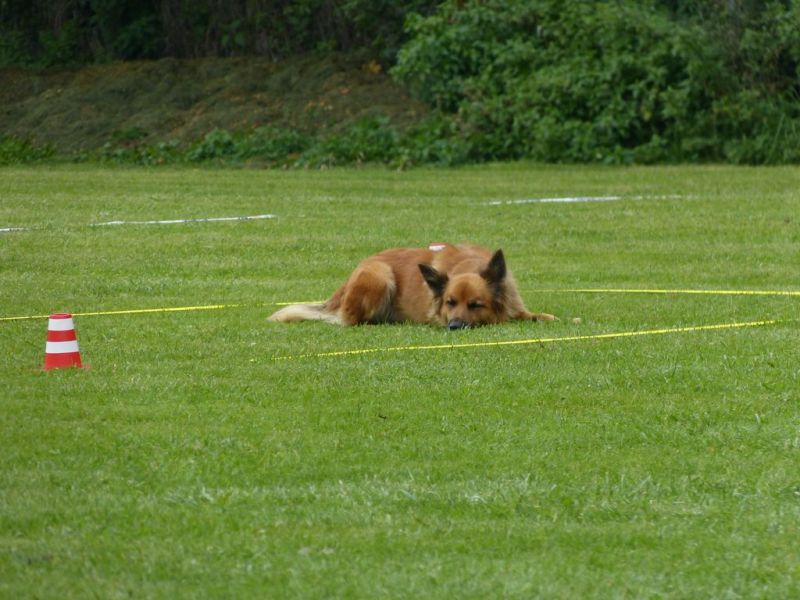 Obedience Prüfung 2015