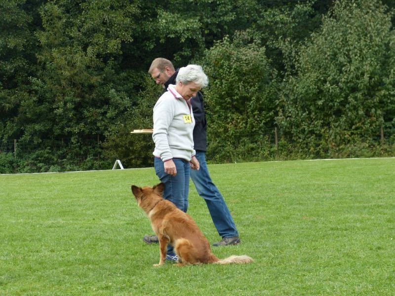 Obedience Prüfung 2015