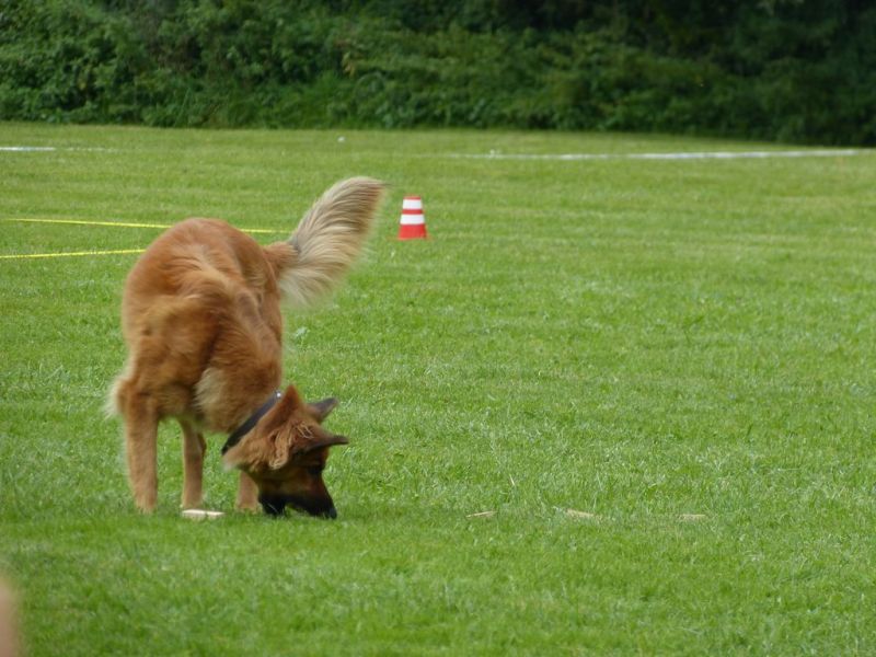 Obedience Prüfung 2015