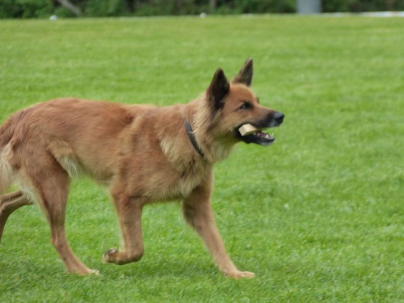 Obedience Prüfung 2015