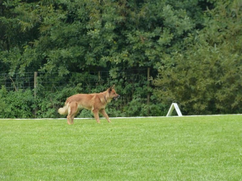 Obedience Prüfung 2015