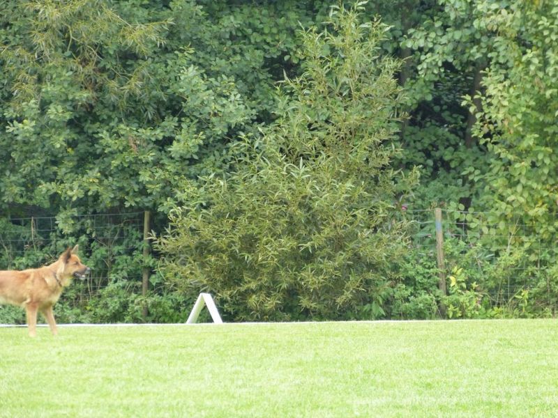 Obedience Prüfung 2015