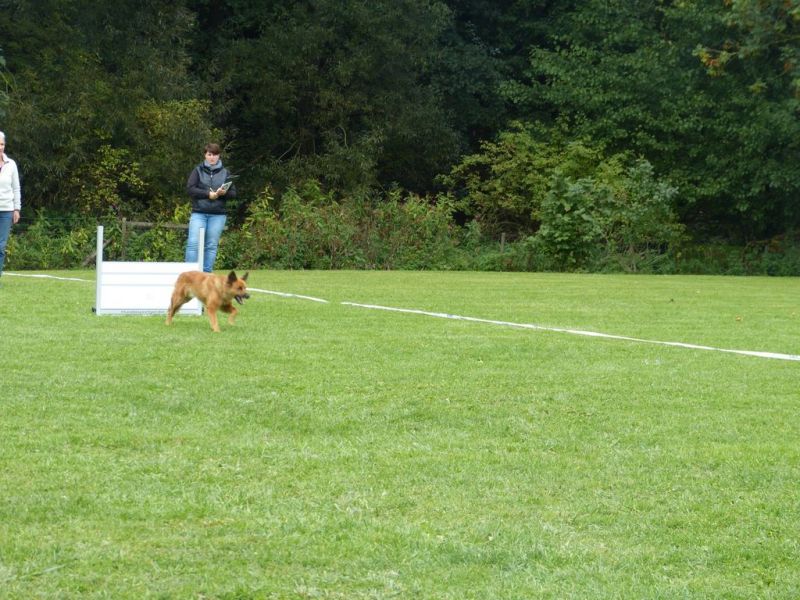 Obedience Prüfung 2015