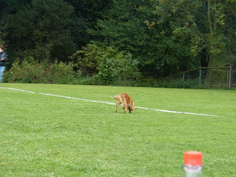 Obedience Prüfung 2015