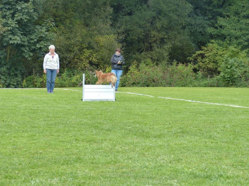Obedience Prüfung 2015