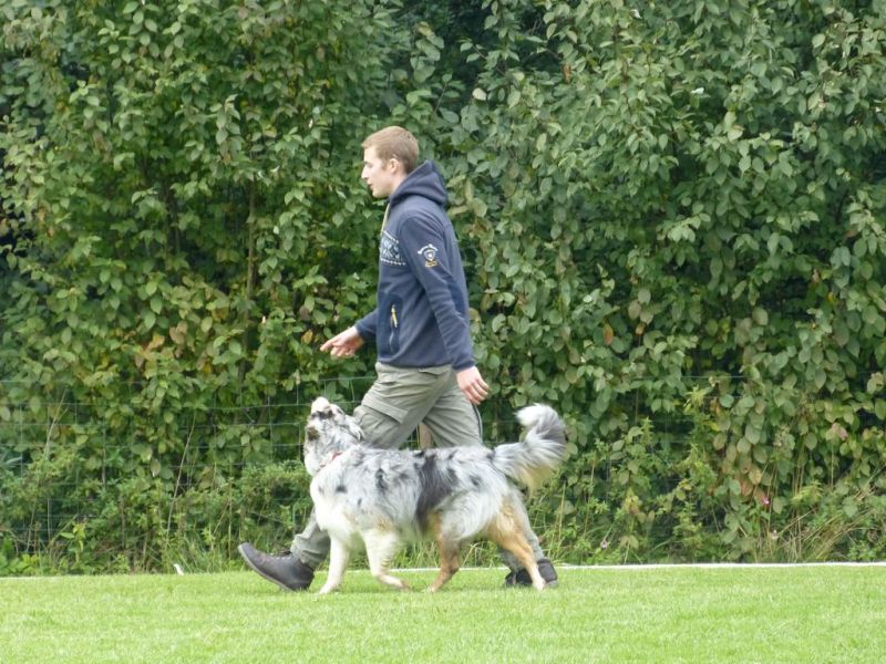 Obedience Prüfung 2015