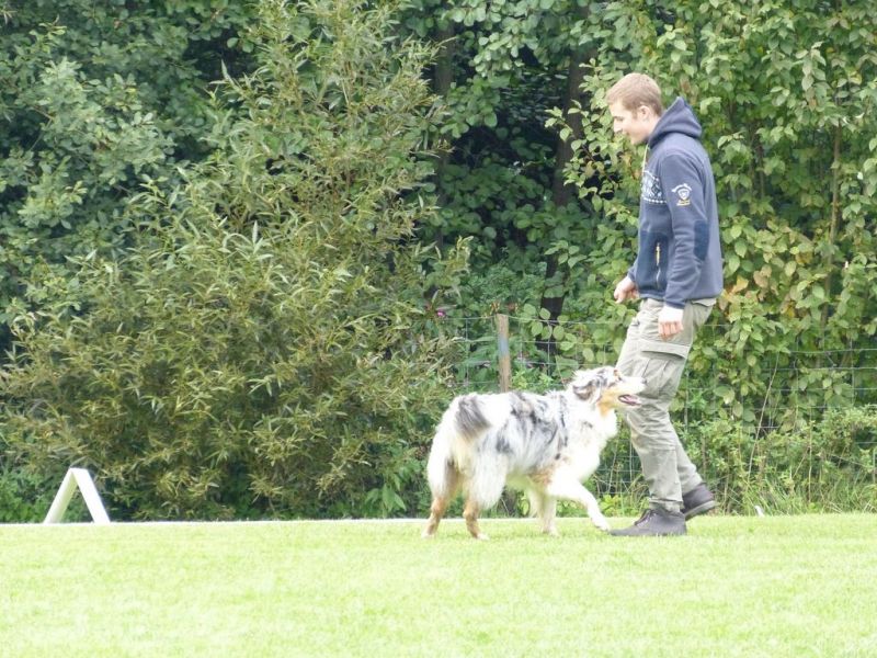Obedience Prüfung 2015