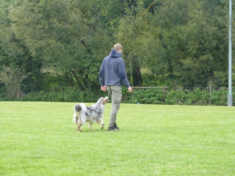 Obedience Prüfung 2015