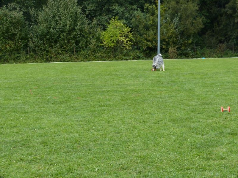 Obedience Prüfung 2015