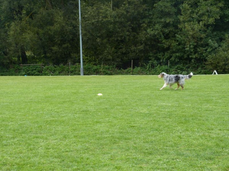 Obedience Prüfung 2015