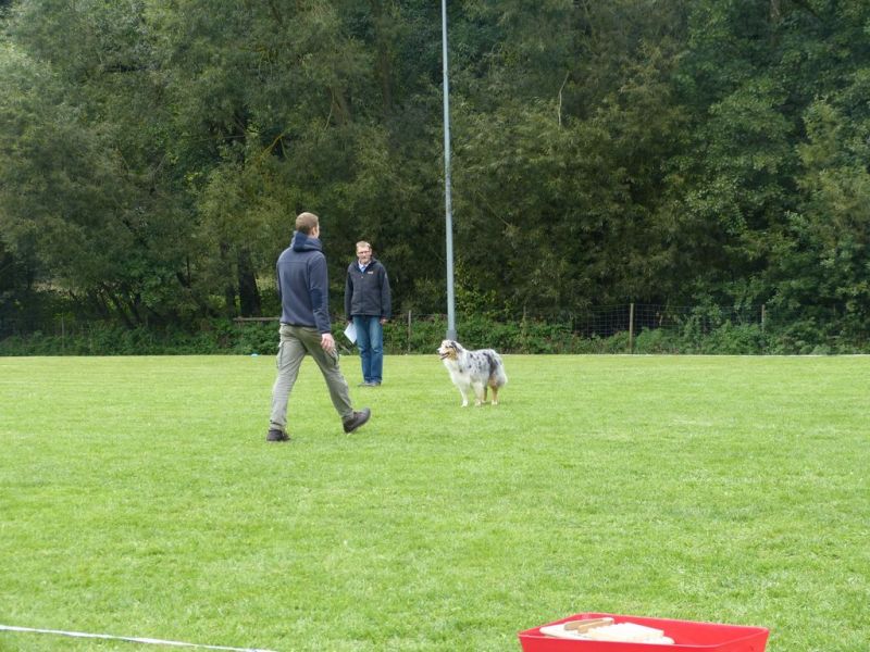 Obedience Prüfung 2015