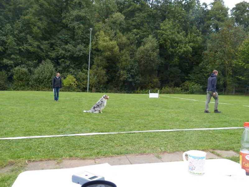 Obedience Prüfung 2015