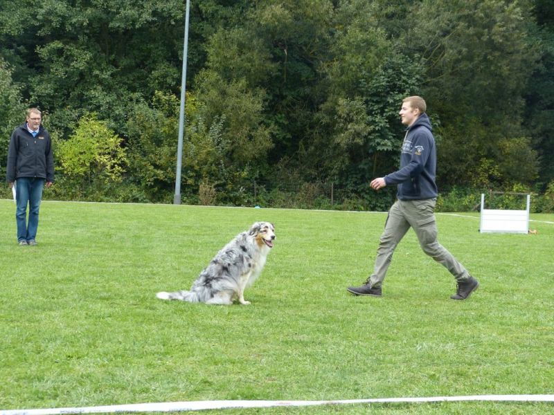 Obedience Prüfung 2015