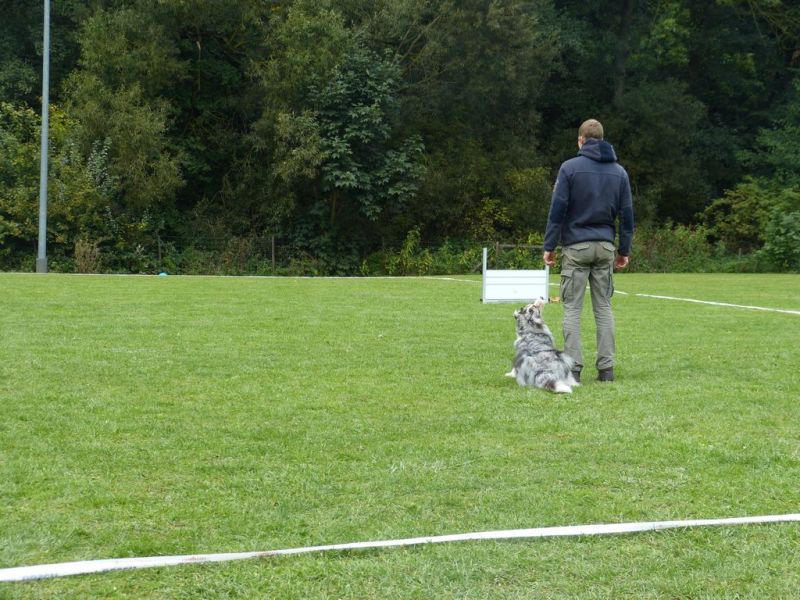 Obedience Prüfung 2015