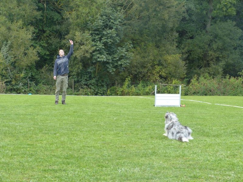 Obedience Prüfung 2015