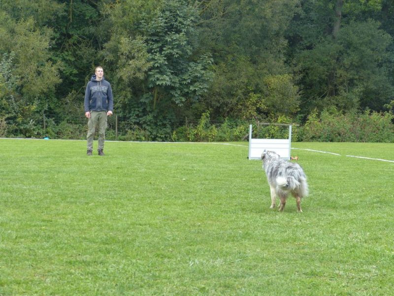 Obedience Prüfung 2015