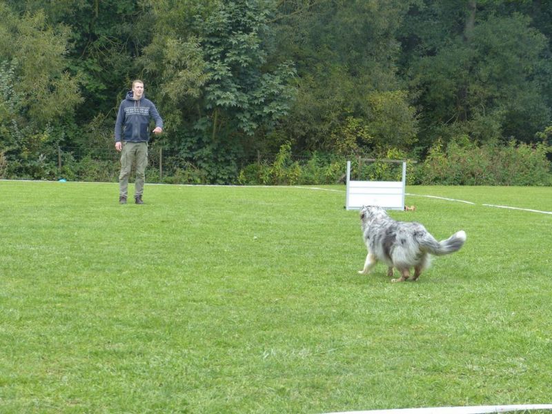 Obedience Prüfung 2015