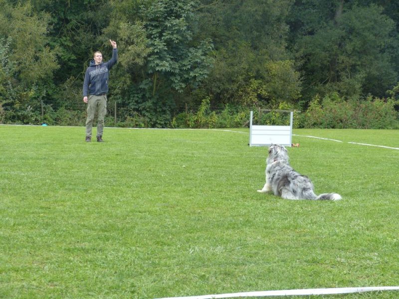Obedience Prüfung 2015