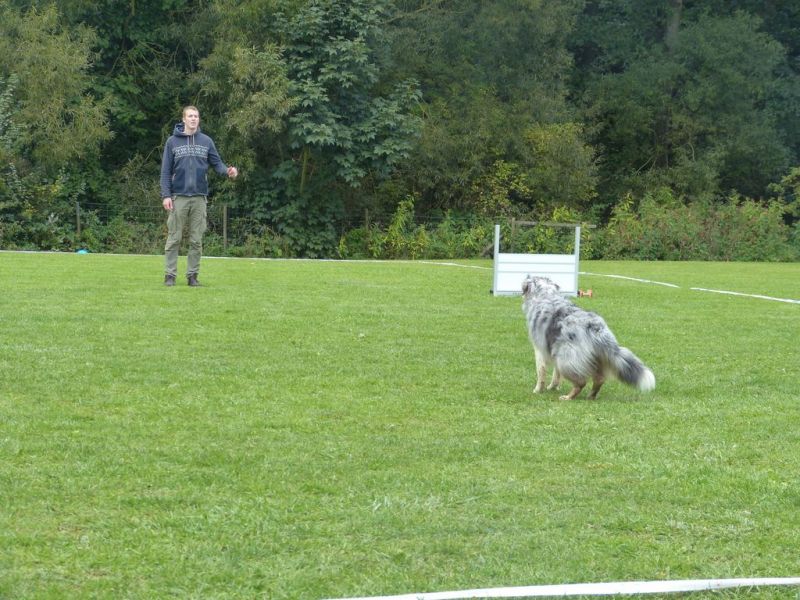 Obedience Prüfung 2015