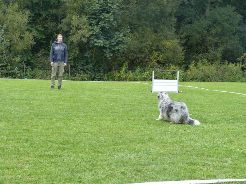 Obedience Prüfung 2015