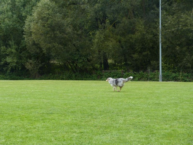 Obedience Prüfung 2015