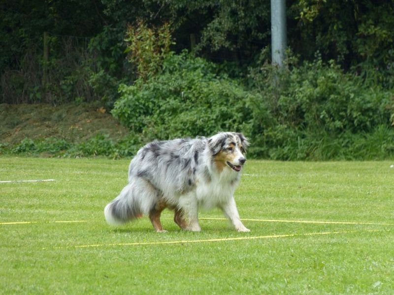 Obedience Prüfung 2015