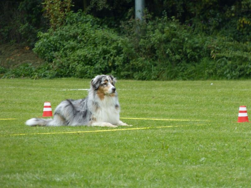 Obedience Prüfung 2015