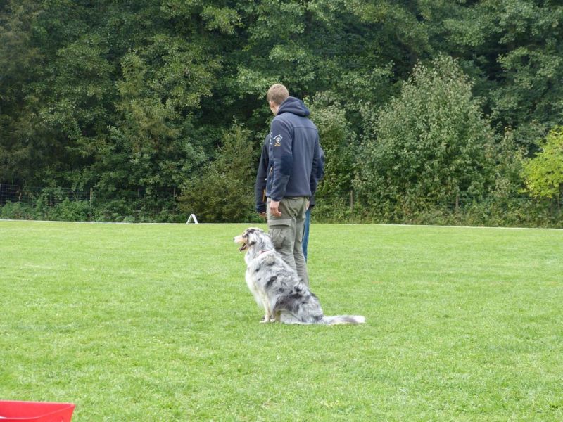 Obedience Prüfung 2015
