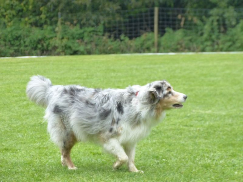 Obedience Prüfung 2015