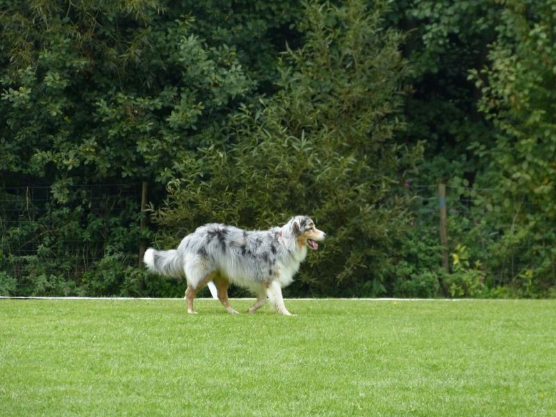 Obedience Prüfung 2015