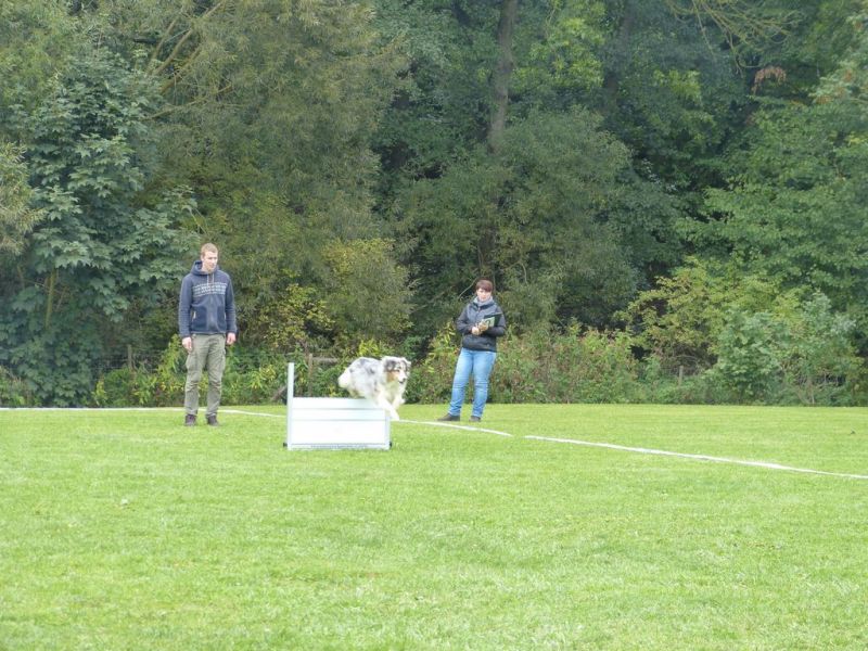 Obedience Prüfung 2015