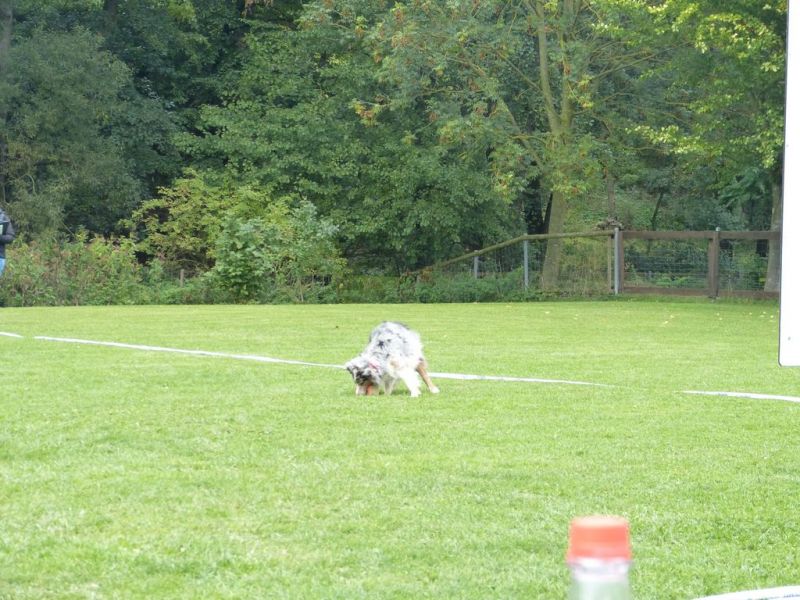 Obedience Prüfung 2015